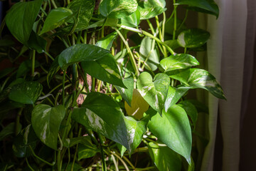 Pothos plant foliage displays vibrant green and white patterns, thriving in natural light filtering through a window, symbolizing growth, renewal, and living energy indoors
