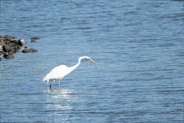 Great Egret