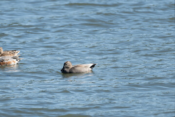 Gadwall male swimming