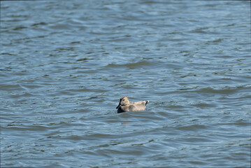 Gadwall male swimming