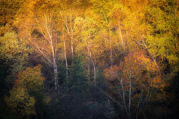 For&ecirc;t en automne