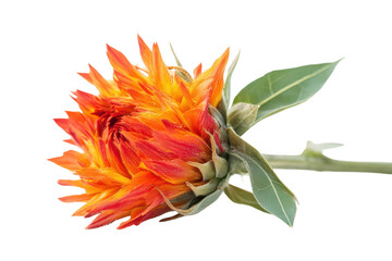 Vibrant orange safflower flower and stem isolated on transparent background. Safflower isolated on white background.