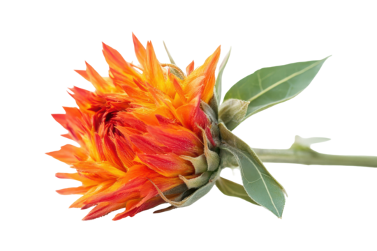Vibrant orange safflower flower and stem isolated on transparent background. Safflower isolated on white background.