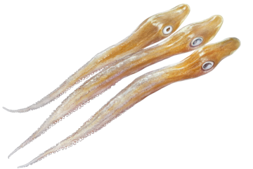 Cooked squid tentacles isolated on transparent background. Squid tentacles isolated on white background.