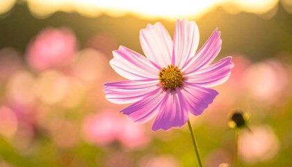 Illuminated pink cosmos flower stands out in a field of blurred pastel blossoms under a warm, golden, sunset sky