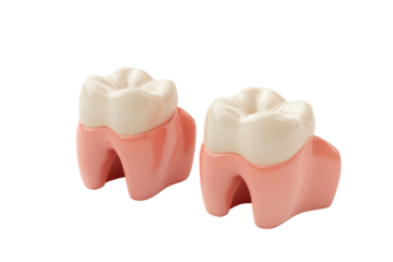 Realistic tooth models isolated on transparent background. Dental implant model of molar tooth isolated on white background, 3d rendering.