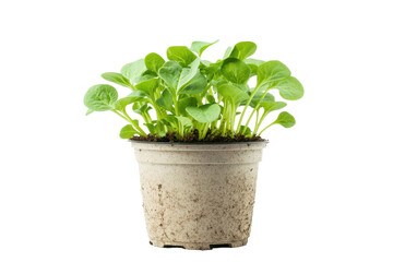 Fototapeta premium Young spinach plant growing in a pot isolated on transparent background. Young spinach plant cultivated in a pot isolated on white background.