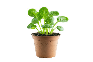 Fototapeta premium Young spinach plant growing in a pot isolated on transparent background. Young spinach plant cultivated in a pot isolated on white background.