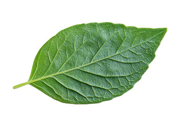 Obraz premium Single green saga leaf isolated on transparent background. Sage leaf isolated on white background.