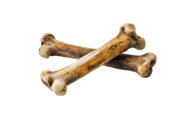 Animal leg bones crossed together isolated on transparent background. Dog bone isolated on white background.