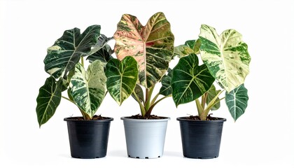 Alocasia variegated in the tree pot