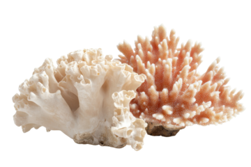 Delicate coral specimens isolated on transparent background. Corals two pieces of dried isolated on white background.