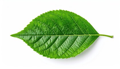 Obraz premium Vibrant Green Cherry Leaf With Intricate Veins Detailed Texture Against A Clean White Background With Soft Shadow Natural Beauty Of Flora