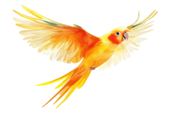 Bright yellow budgies flying together isolated on transparent background. Parakeet bird aratinga solstitialis flying isolated on white background.