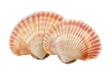 Fototapeta premium Pink and orange scallop shells isolated on transparent background. Scallops shell isolated on white background.