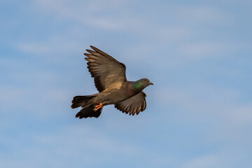 A pigeon flying freely in the blue sky, symbolizing peace, hope, and freedom in nature.