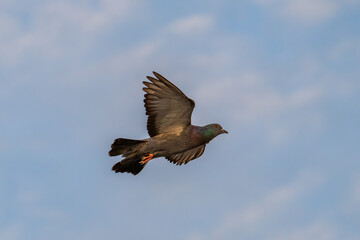 A pigeon flying freely in the blue sky, symbolizing peace, hope, and freedom in nature.