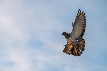 A pigeon flying freely in the blue sky, symbolizing peace, hope, and freedom in nature.