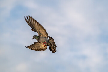 A pigeon flying freely in the blue sky, symbolizing peace, hope, and freedom in nature.