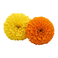 Marigold Flowers, Two Vibrant with Ruffled Petals One Yellow and One Orange, cutout, PNG isolated on white or transparent background