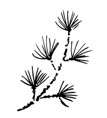 Coniferous cedar branch. Plants and nature. Simple vector drawing with a black outline, ink sketch.