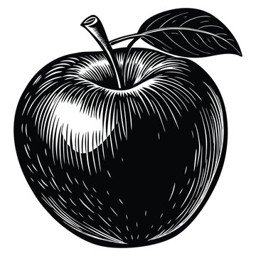 Vintage Apple Illustration in Engraving Style &ndash; Black and White Fruit Vector,Vintage Apple vector,Vintage Apple design,Vintage Apple concept,Vintage Apple cartoon, Vintage Apple icon, Vintage Apple 