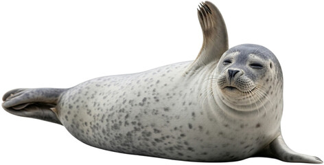 바다에 사는 해양 포유류 물개 물범 바다사자 바다표범 이미지