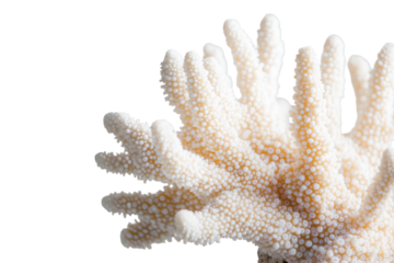 Delicate white coral branch isolated on transparent background. Coral isolated on white background.
