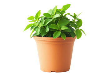 Obraz premium Green leafy plant in a terracotta pot isolated on transparent background. Green plant pot isolated on white background.
