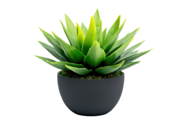 Green agave plant in a dark pot isolated on transparent background. Green plant pot isolated on white background.