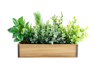 Fototapeta premium Wooden planter box filled with fresh green herbs isolated on transparent background. Group of plants in a wooden box isolated on white background.