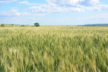 Expansive Green Wheat Field Under a Sunny Blue Sky with clouds
