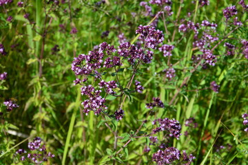 Obraz premium a close up of Blooming Wild Oregano in a Sunny Field