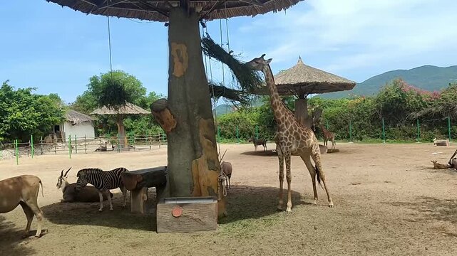 exotic animals including a giraffe and zebra in a tropical safari park