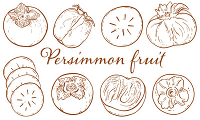 Persimmon Fruit Line Art Illustration. Hand Drawn Vector illustrations. Persimmon Slice, Piece