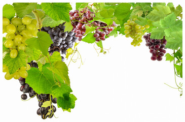 Fototapeta premium Grappes de raisins et pampres de vigne 