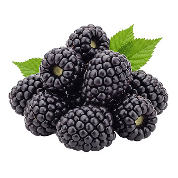 Blackberries, Pile of Ripe with Green Leaves, cutout, PNG isolated on white or transparent background
