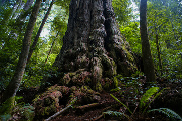 California redwood tree (Sequoia sempervirens), bark and roots, California, USA