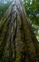 California redwood tree (Sequoia sempervirens), moss-covered bark, California, USA