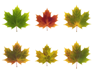 Vibrant foliage collection diverse nature s leaves four distinctively colored leaves celebrating nature s vibrant palette and seasonal beauty