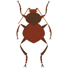 Detailed Illustration of a Brown Beetle with Six Legs and Two Antennae Against a White Background