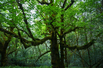 Moss-Covered Maple Tree in Lush Northern California Forest