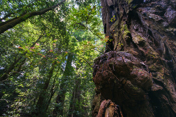 Ancient Coast Redwood Tree (Sequoia sempervirens) with Massive Burl in Northern California Forest
