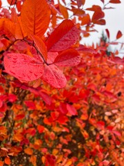 Colorful autumn bush with red and orange leaves and berries