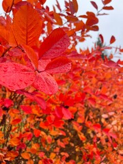 Colorful autumn bush with red and orange leaves and berries