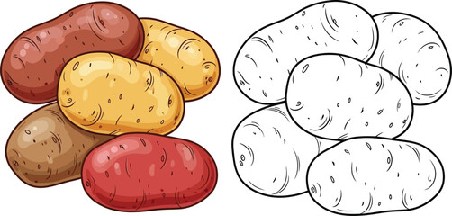 Fototapeta premium Variety of potatoes in realistic color and line art drawing for culinary and agricultural use isolated on transparent background