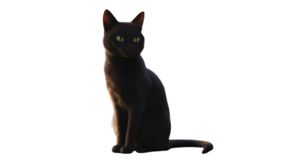 Black cat sitting with alert expression on white background  