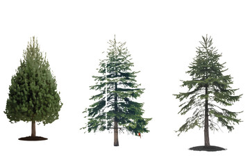 Three realistic pine christmas trees ready for festive decoration and holiday spirit