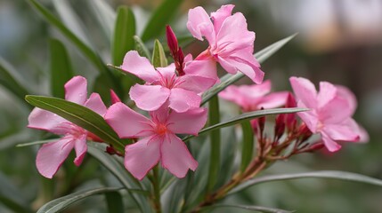 Nerium Oleander with Pink Flowers in Outdoor Garden Close-Up