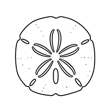 Line Art Illustration of a Sand Dollar with Intricate Detail